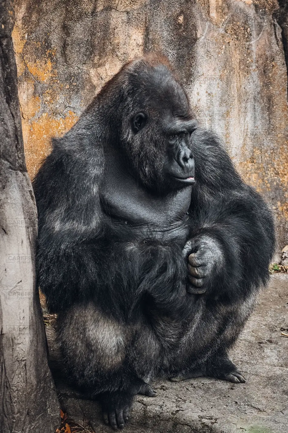 Aubudon Zoo Majestic Gorilla in Natural Habitat, New Orleans, Louisiana · United States