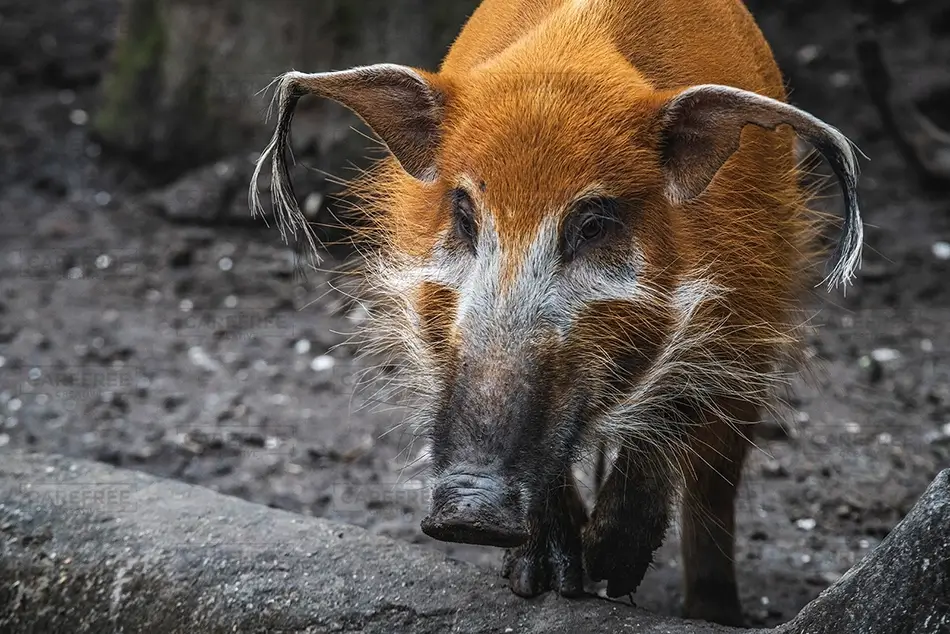 Aubudon Zoo Red River Hog Portrait in Natural Habitat, New Orleans, Louisiana · United States