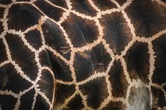 Aubudon Zoo Giraffe Skin Texture Close Up, New Orleans, Louisiana