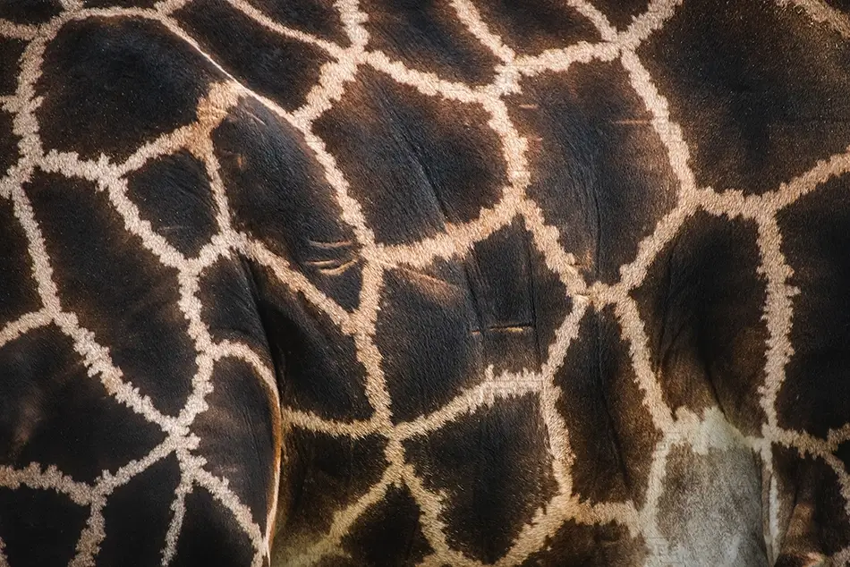 Aubudon Zoo Giraffe Skin Texture Close Up, New Orleans, Louisiana · United States