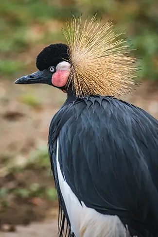 Audubon Zoo Elegant Crane with Colorful Plumage, New Orleans, Louisiana