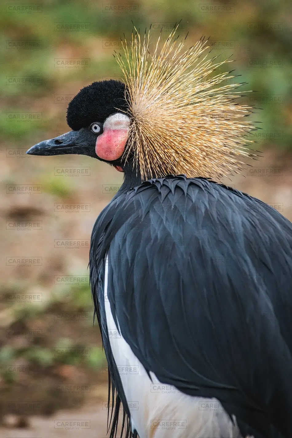Audubon Zoo Elegant Crane with Colorful Plumage, New Orleans, Louisiana · United States