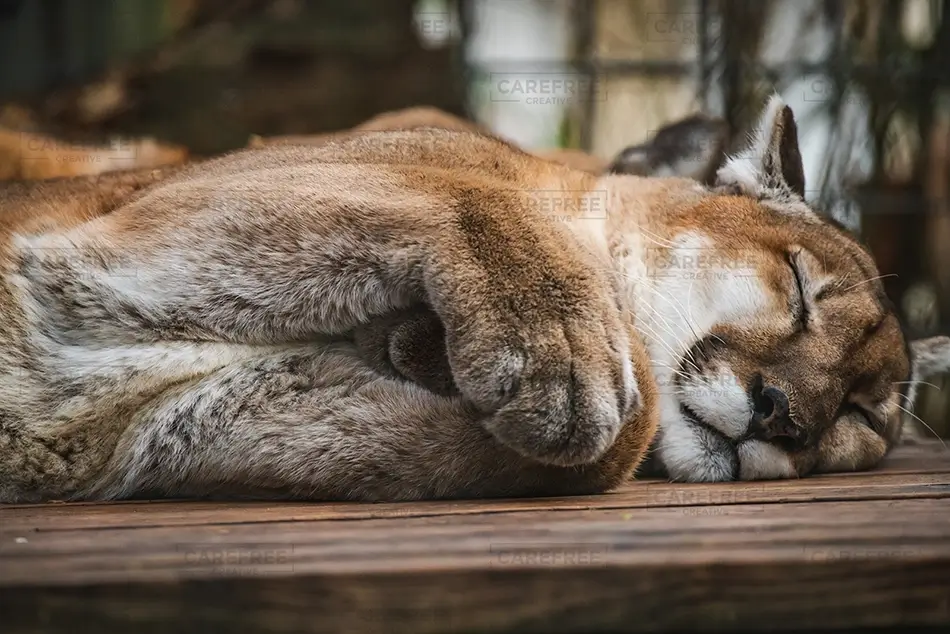 Aubudon Zoo Sleeping Cougar Resting on Wood, New Orleans, Louisiana · United States