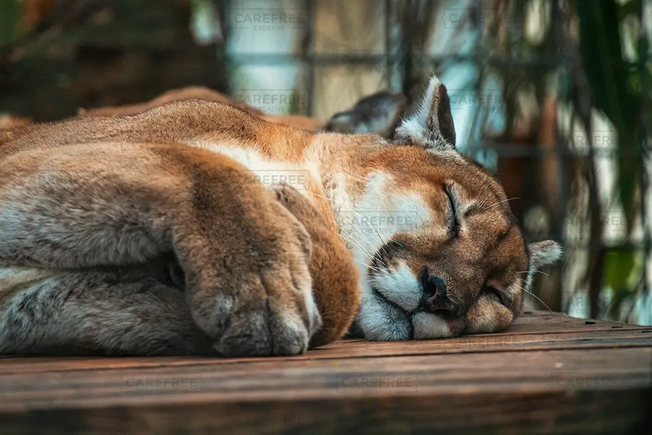 Audubon Zoo Cougar in Peaceful Slumber, New Orleans, Louisiana · United States