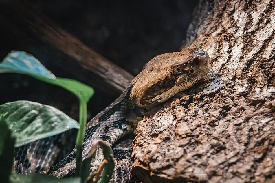 Aubudon Zoo Python Camouflaged on Tree Bark, New Orleans, Louisiana · United States