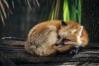 Aubudon Zoo Resting Red Fox on Log, New Orleans, Louisiana
