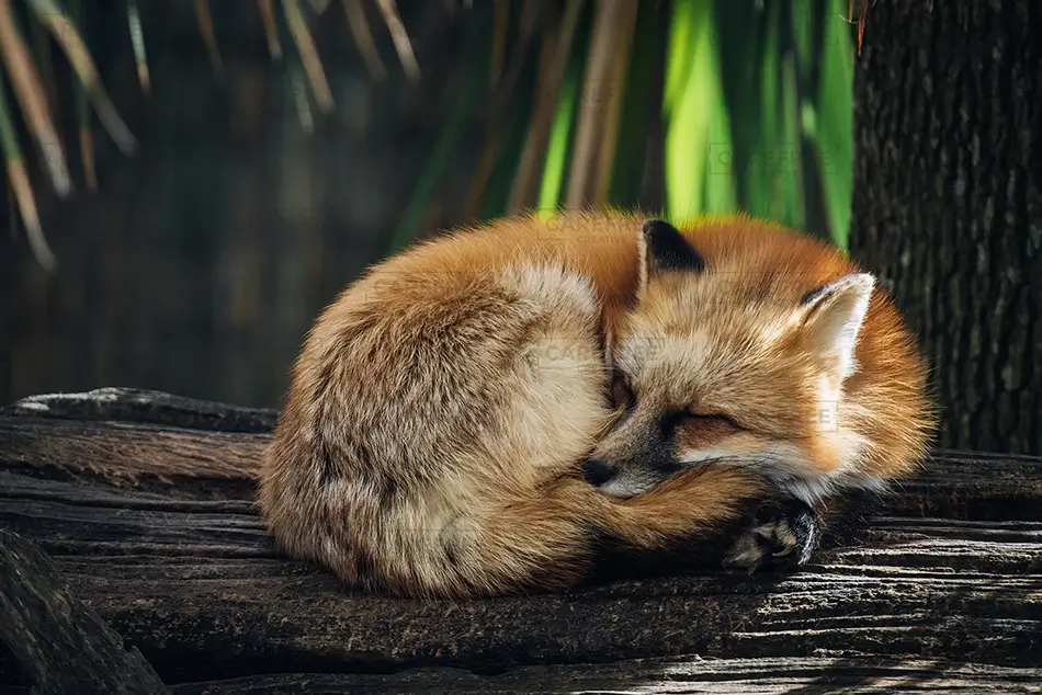 Aubudon Zoo Resting Red Fox on Log, New Orleans, Louisiana · United States