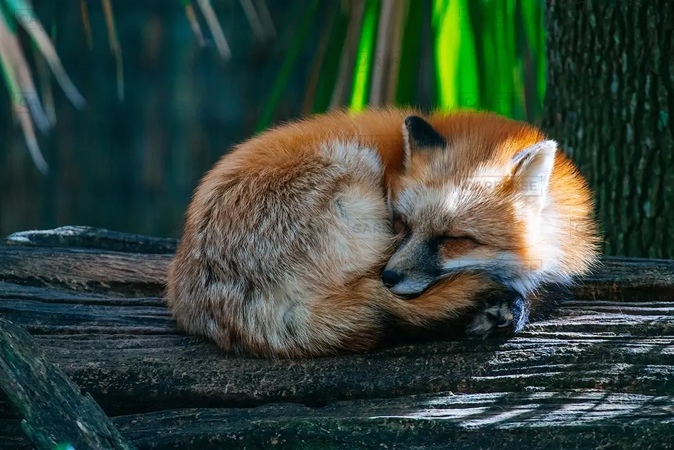 Aubudon Zoo Sleeping Red Fox on Log, New Orleans, Louisiana · United States