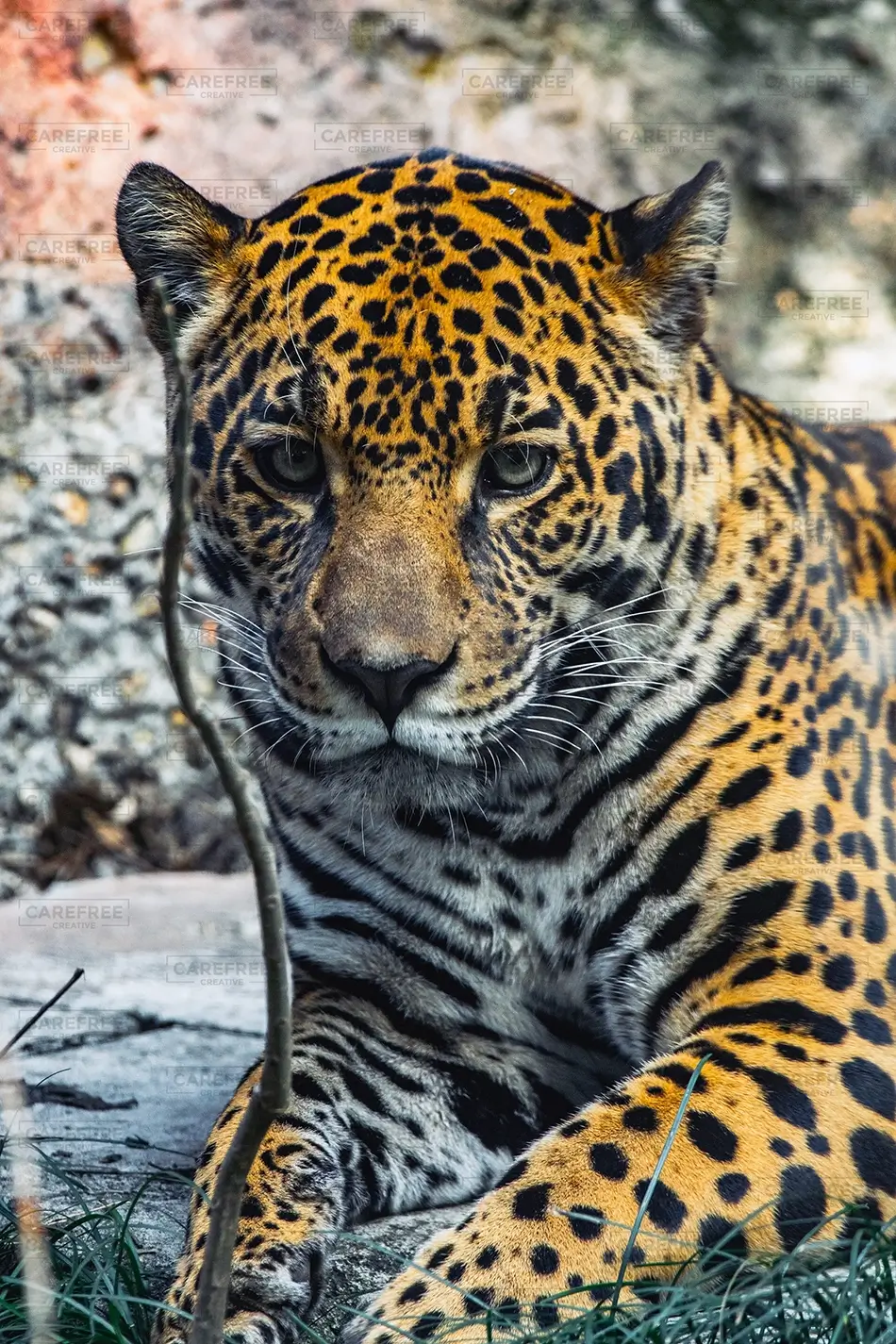 Aubudon Zoo Close Up of Beautiful Leopard, New Orleans, Louisiana · United States