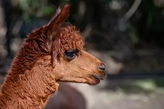Aubudon Zoo Alpaca with Fluffy Red Fur, New Orleans, Louisiana
