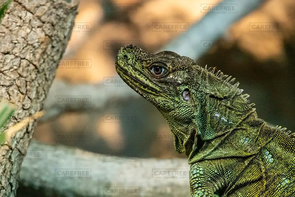 Aubudon Zoo Green Iguana Close Up Profile, New Orleans, Louisiana · United States