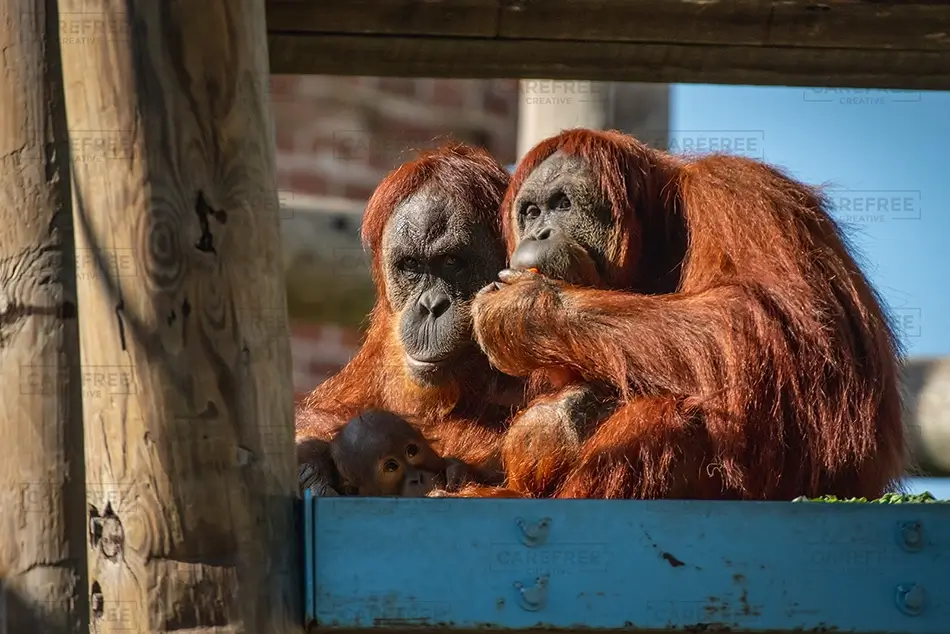 Aubudon Zoo Orangutans Relaxing Together in Sunlight, New Orleans, Louisiana · United States