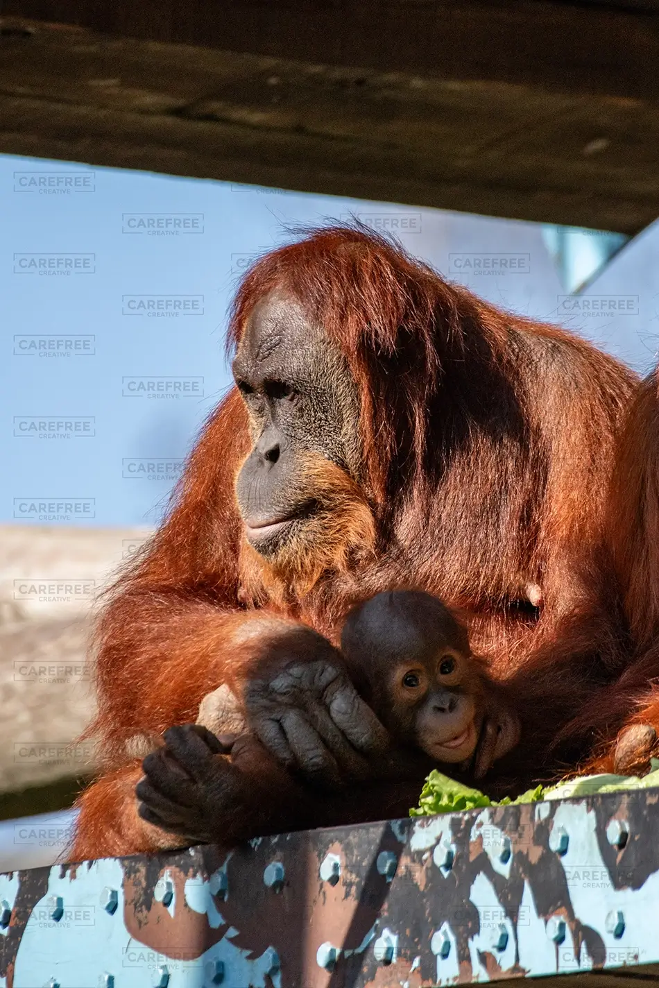 Aubudon Zoo Orangutan Mother and Baby Together, New Orleans, Louisiana · United States