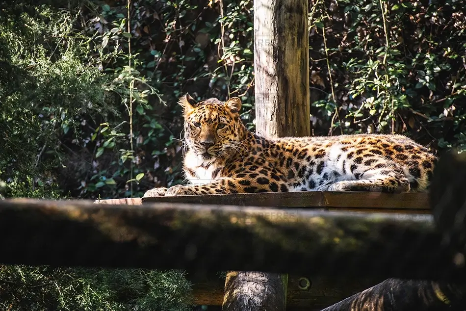 Aubudon Zoo Leopard Relaxing on Wooden Platform, New Orleans, Louisiana · United States