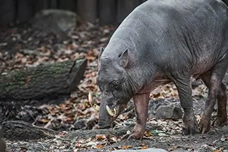 Aubudon Zoo Babirusa Pig Foraging, New Orleans, Louisiana