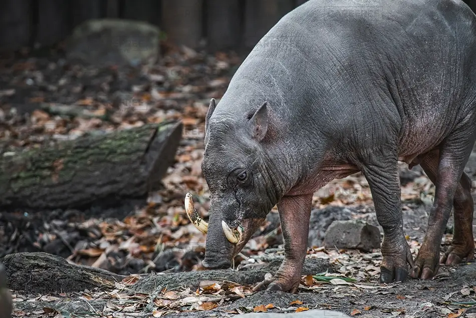 Aubudon Zoo Babirusa Pig Foraging, New Orleans, Louisiana · United States