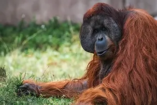 Aubudon Zoo Majestic Orangutan Relaxing on Grass, New Orleans, Louisiana
