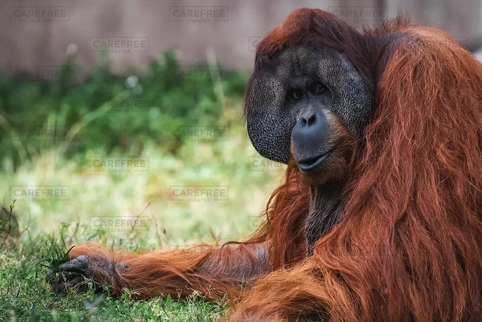 Aubudon Zoo Majestic Orangutan Relaxing on Grass, New Orleans, Louisiana · United States