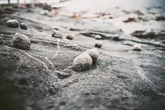 Back Cove Trail Seashells on Rocky Shore, Portland, Maine