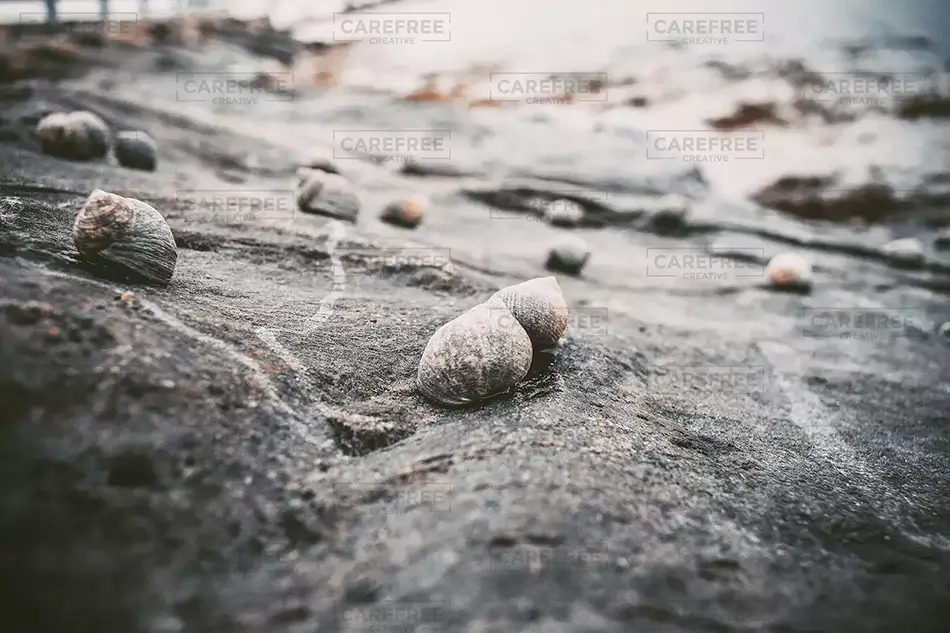 Back Cove Trail Seashells on Rocky Shore, Portland, Maine · United States
