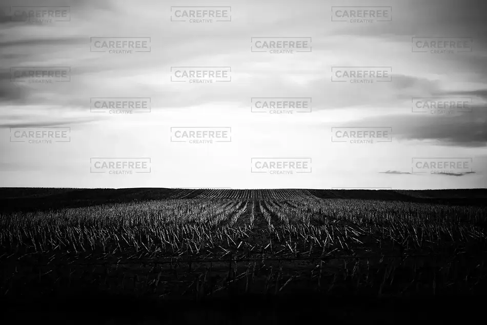 Badlands National Park Monochrome Grain Fields, South Dakota · United States