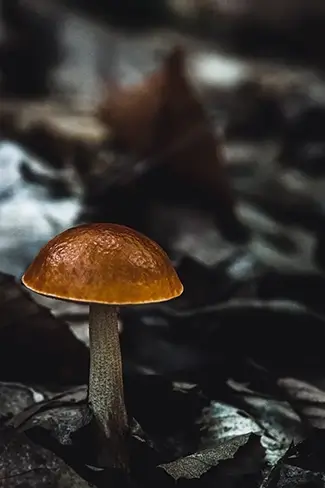 Solitary Mushroom in Forest Underbrush, Fayette, Maine