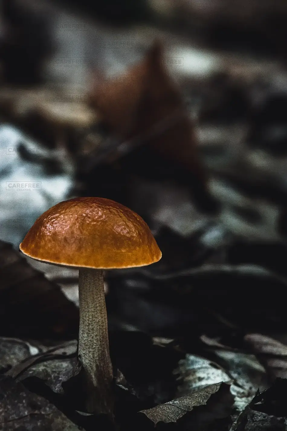 Solitary Mushroom in Forest Underbrush, Fayette, Maine · United States