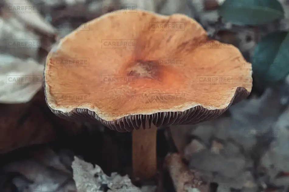 Basin Pond Earthy Mushroom Close-Up, Fayette, Maine · United States