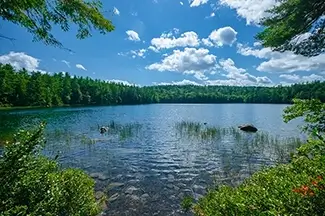 Basin Pond Water Reeds Landscape, Fayette, Maine