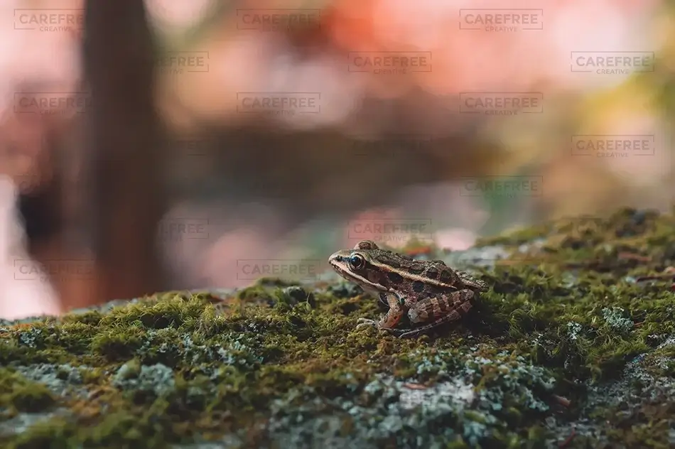 Basin Pond Woodland Tree Frog