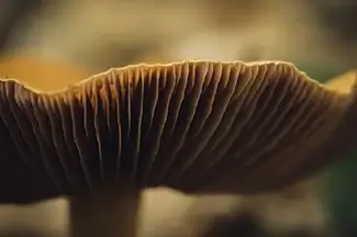 Basin Pond Gilled Mushroom Underside Detail