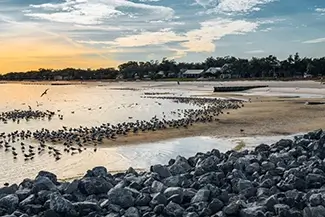 Bay Saint Louis Beach Calm Evening with Shore Birds, Park St Louis, Mississippi