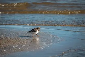 Bay Saint Louis Beach Shorebird Walking on Wet Sand, Park St Louis, Mississippi