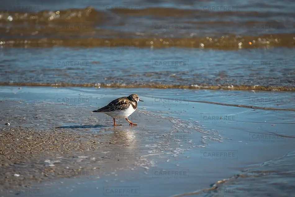 Bay Saint Louis Beach Shorebird Walking on Wet Sand, Park St Louis, Mississippi · United States