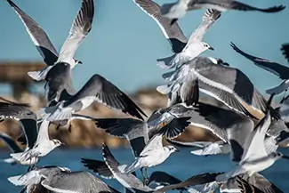 Bay Saint Louis Beach Seagulls in Flight, Park St Louis, Mississippi