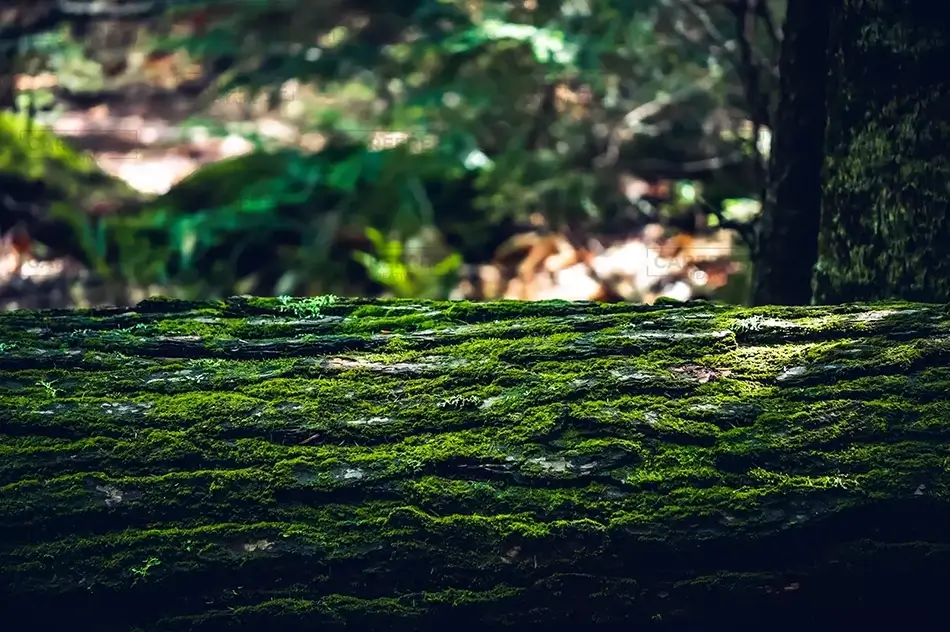 Beede Falls Moss Covered Log