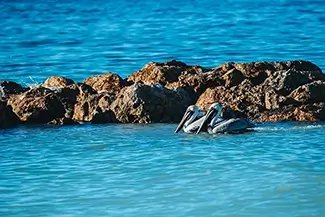 Beer Can Island Coastal Pelicans at Rest, Longboat Key, Florida