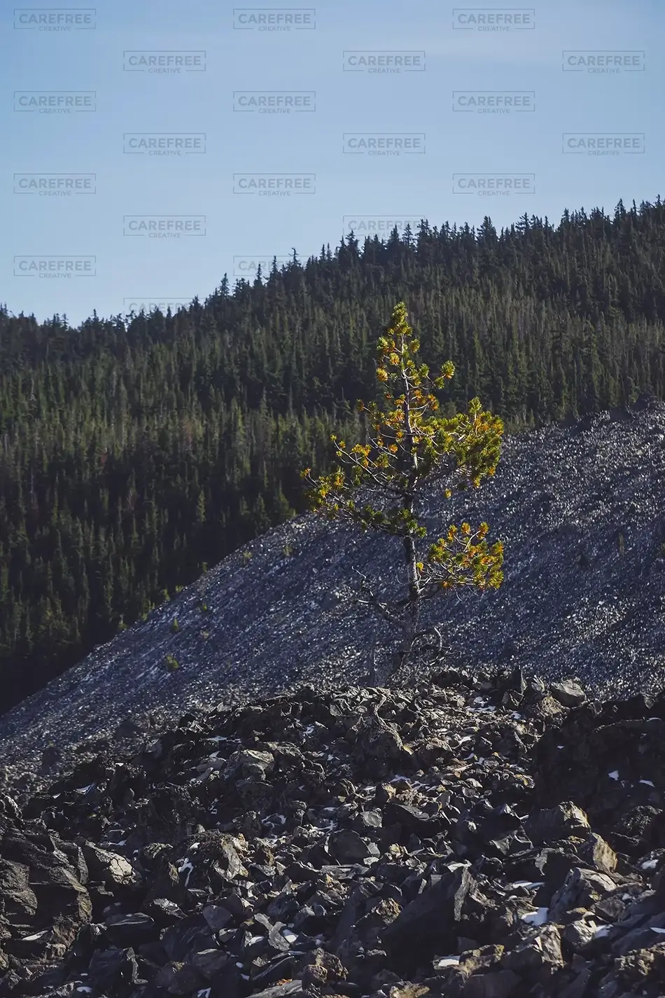Big Obsidian Flow Lone Pine Sentinel