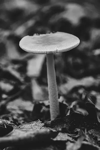 Blackledge Falls Monochrome Mushroom, Glanstonbury, Connecticut