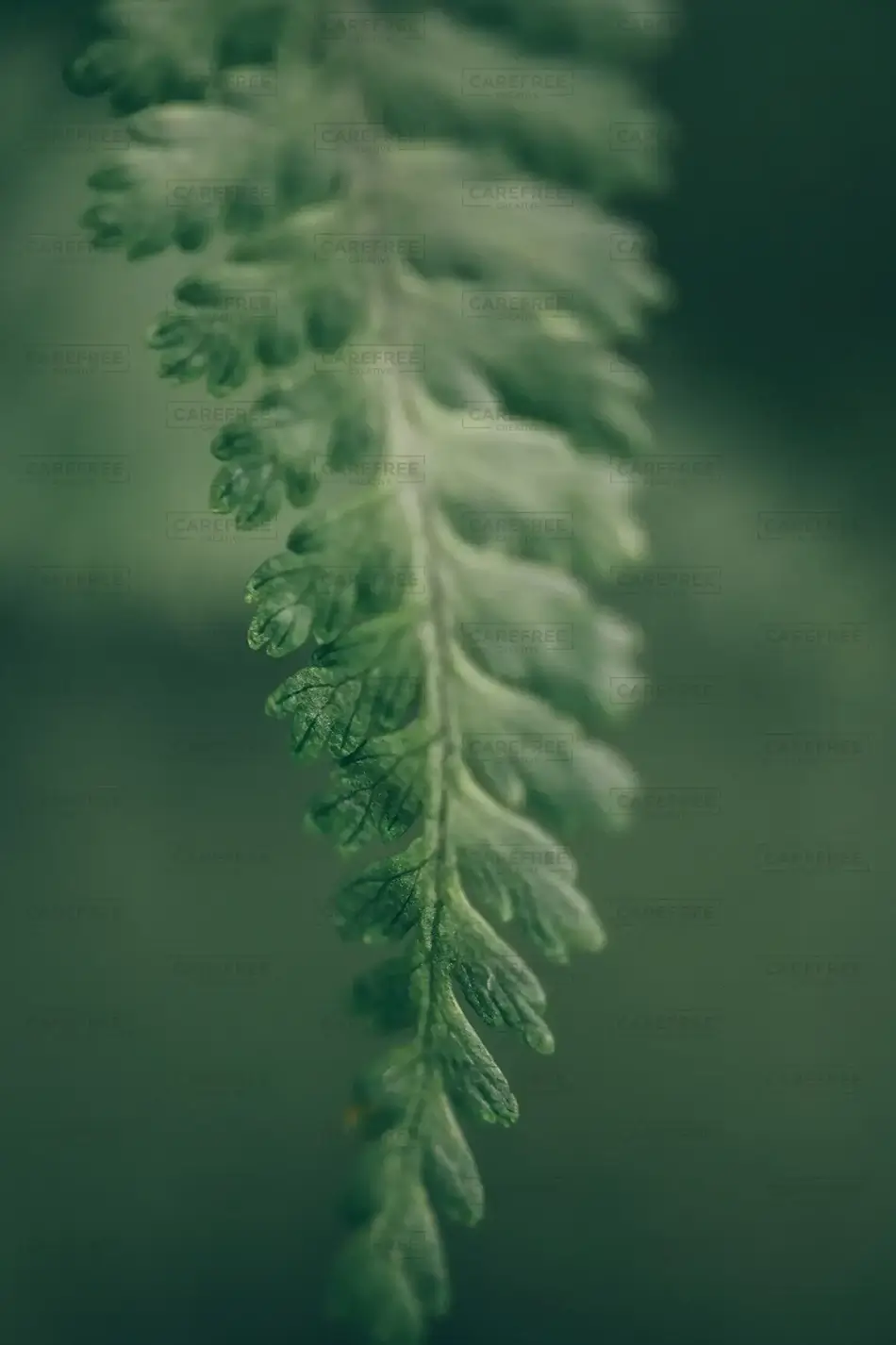 Blackledge Falls Dewy Northern Maidenhair Fern, Glanstonbury, Connecticut · United States
