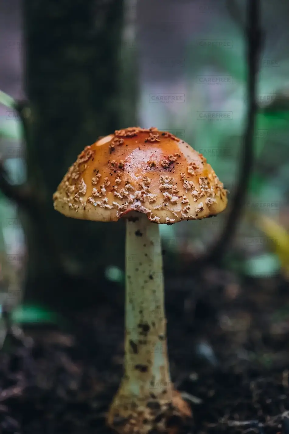 Blackledge Falls Amanita Mushroom Closeup, Glanstonbury, Connecticut · United States