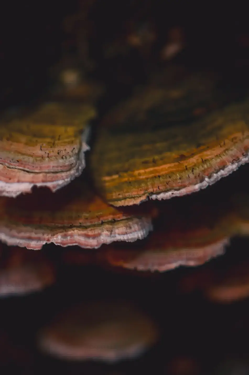 Blackledge Falls Tree Bracket Fungi, Glanstonbury, Connecticut · United States