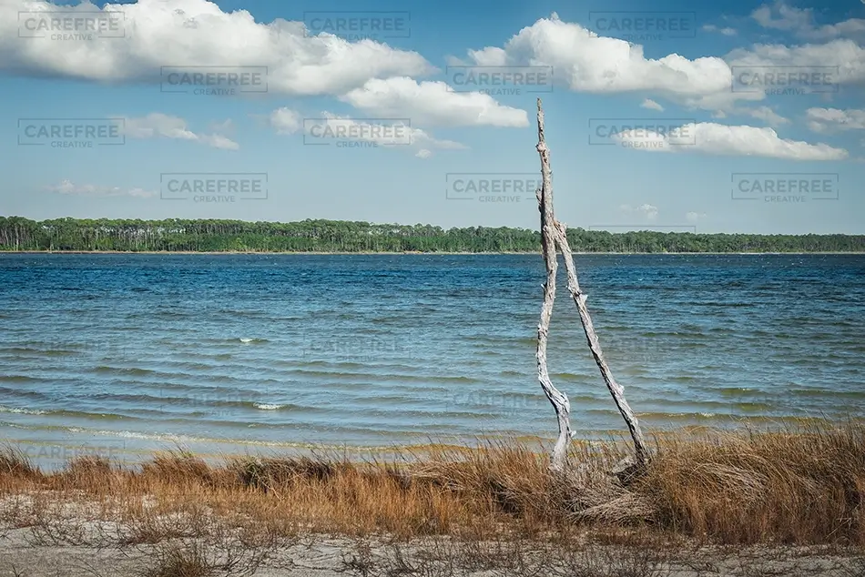 Bon Secour National Wildlife Refuge Weathered Driftwood On Shore, Gulf Shores, Alabama · United States