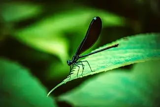 Bonnyville Mill Ebony Jewelwing Damselfly, Bristol, Indiana
