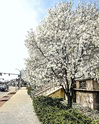 Boston Spring Blossoms, Boston, Massachusetts