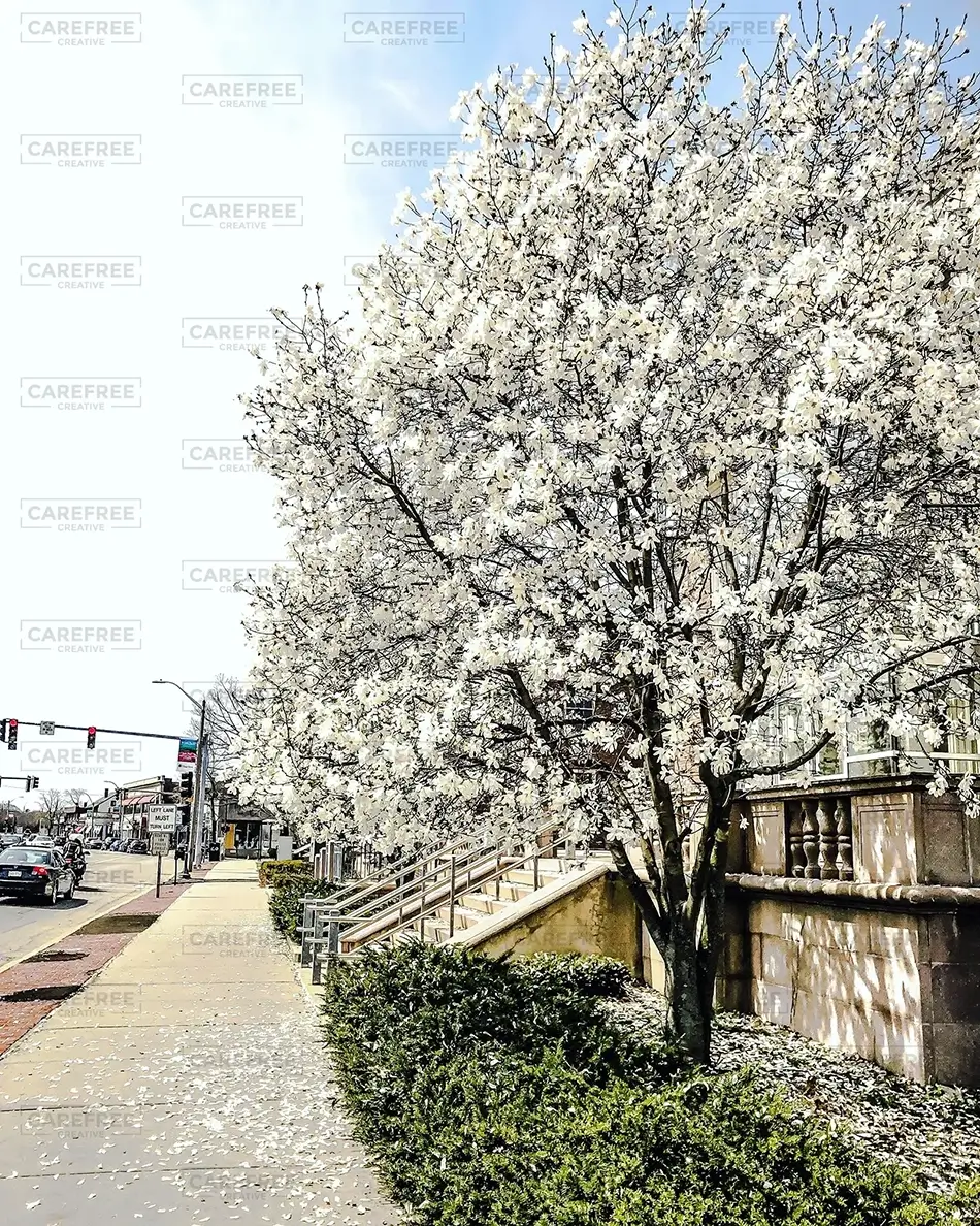 Boston Spring Blossoms, Boston, Massachusetts · United States