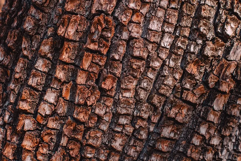 Boynton Canyon Textured Tree Bark, Sedona, Arizona · United States