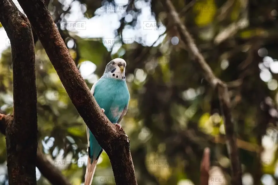 Serene Blue Perched Parakeet, Coconut Creek, Florida · United States
