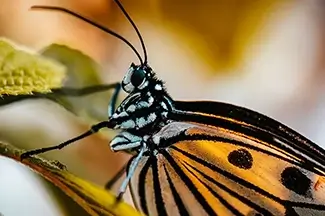 Closeup Butterfly Striped Whisper, Coconut Creek, Florida