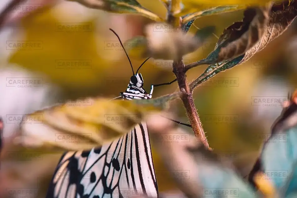 Monochrome Large Tree Nymph Butterfly Wings Close-Up, Coconut Creek, Florida · United States
